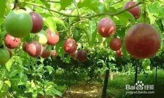 百香果种植视频,从播种到收获的全程揭秘